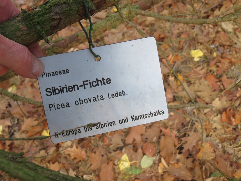 Geografisches Arboretum Rombergpark am 17,102018 (84)